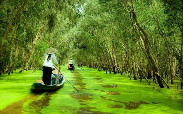 Rừng tràm Trà Sư phủ một màu xanh ngắt mùa nước nổi