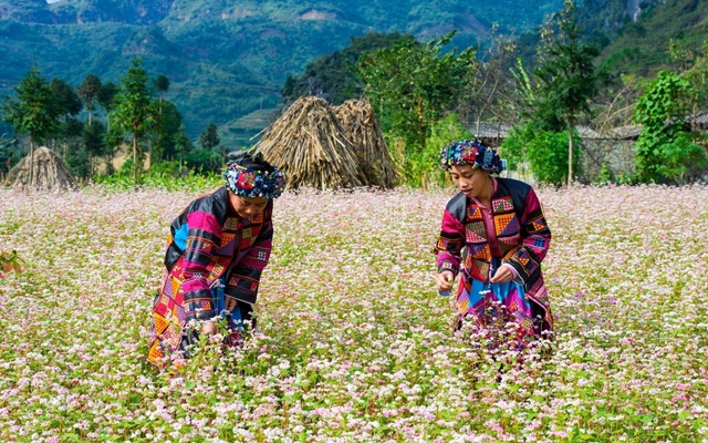 Trải nghiệm chuyến du lịch Hà Giang tự túc tiết kiệm nhất